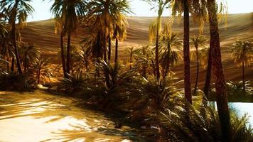 Oasis in hot Sahara Desert video