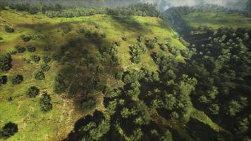 foresta tropicale nella vista mattutina dell'altopiano della Malesia video