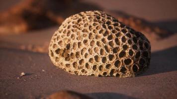 vieux corail sur la plage de sable video