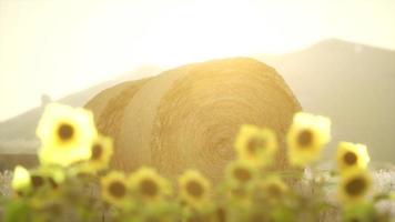 balle di fieno al tramonto video