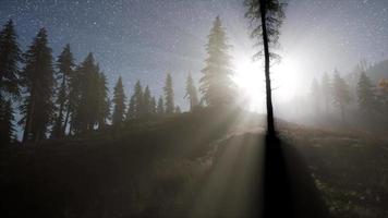 estrellas de la vía láctea con luz de luna sobre el bosque de pinos
