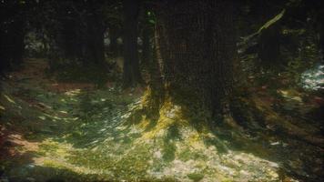 Old trees with lichen and moss in green forest video