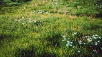 collines verdoyantes avec de l'herbe fraîche et des fleurs sauvages au début de l'été video