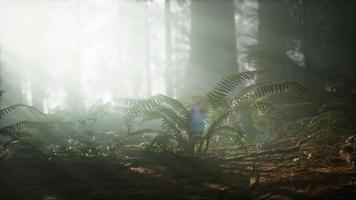 matin avec brouillard dans le parc national de sequoia video