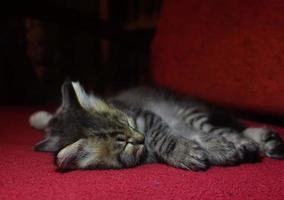 lindo gato gris está descansando foto