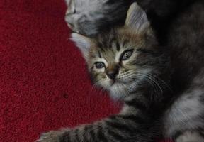 lindo gato gris está descansando foto