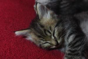 lindo gato gris está descansando foto