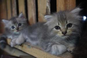 Gray cute cat is resting photo