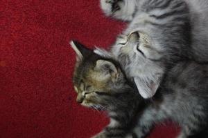 lindo gato gris está descansando foto