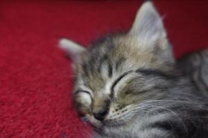 lindo gato gris está descansando foto