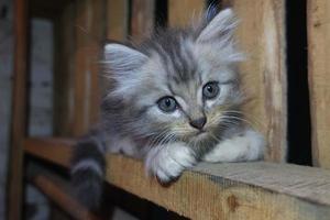 lindo gato gris está descansando foto