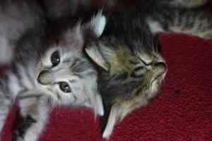 Gray cute cat is resting photo