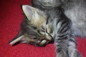 lindo gato gris está descansando foto