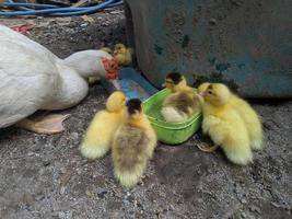 ducklings eating with their mother photo