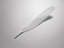 white feathers on a white background photo