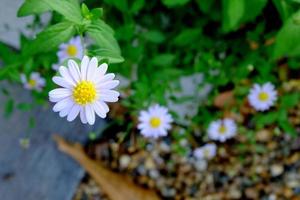 White daisy flower, White flower blossom, White flowers are blooming photo