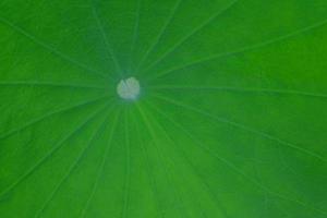 textura de hoja de loto macro, hoja de loto verde de primer plano, papel tapiz de textura de hoja foto