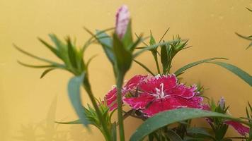 Dianthus Flower Image 007 photo