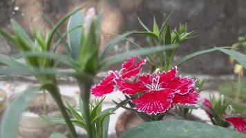 Dianthus Flower Image 009 photo