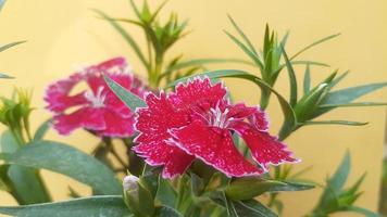 Dianthus Flower Image 006 photo