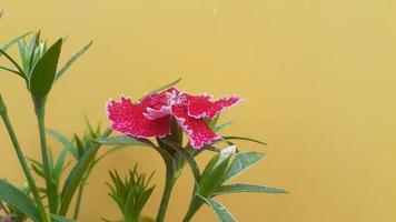 imagen de flor de dianthus 002 foto