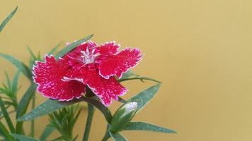 imagen de flor de dianthus 001 foto