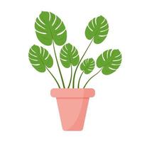 Houseplant Monstera Deliciosa leaf from tropical forests in stylish pot. Urban jungle, trendy home decor. vector