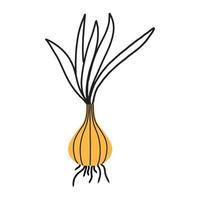 Onion in doodle style. Hand drawn onion illustration. Vector onion.