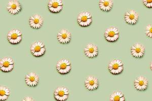 vista superior del patrón creativo hecho de flores de margarita blanca.concepto de primavera foto