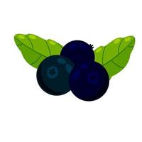 Blueberries. Black berry. Healthy food and sweet dessert vector