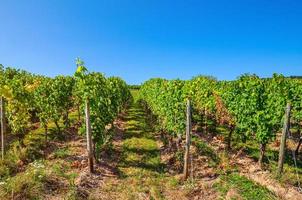 poste de madera de vid e hileras de viñedos campos verdes paisaje con enrejado de uva en el valle del río Rin