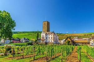 Vineyards green field with grapevine wooden poles and stone tower building in Rudesheim am Rhein photo