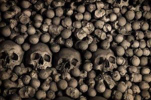 Human bones and skulls. Row of skulls. Skulls collection photo