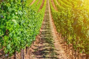 Vineyards green fields landscape with grapevine rows on hills in Rhine Gorge river Rhine Valley photo