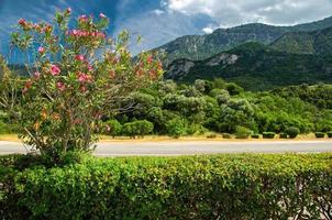 paso de montaña thermopylae con arbusto de flores, grecia foto