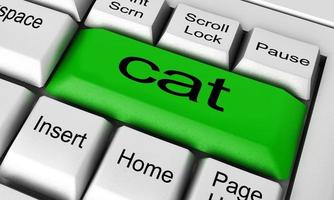 cat word on keyboard button photo