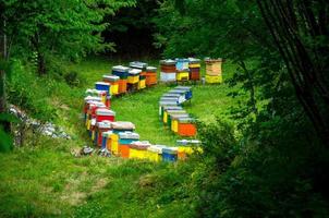 Filas de coloridas colmenas de abejas de madera en el claro del prado del bosque foto