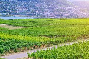 viñedos campos verdes paisaje con hileras de vid en las colinas en el valle del rin del río rhine gorge