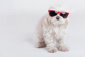 funny dog with sunglasses photo