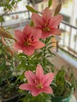 Macro flowers and nature view on the balcony photo