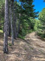 Forest nature pathway. Deep forest in road. photo