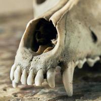 Dog scull without lower jaw photo