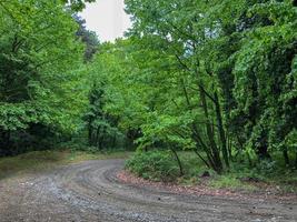Forest nature pathway. Deep forest in road photo