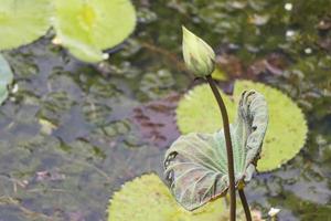 estanque de lago tropical con plantas acuáticas, jardín botánico de perdana, malasia. foto