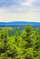 Forest with dead fir trees Brocken mountain peak Harz Germany photo