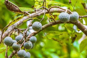 árbol de plantas tropicales con semillas de bolas de frutas redondas verdes méxico. foto