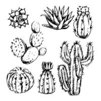 Sketch of cactus set vector