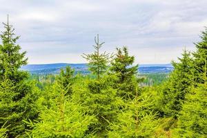 Forest dead fir trees at Brocken mountain peak Harz Germany photo