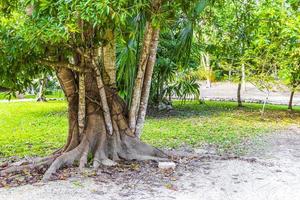 Tropical jungle plants trees walking trails Muyil Mayan ruins Mexico. photo