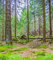 Abetos muertos del bosque en el pico de la montaña brocken harz alemania foto